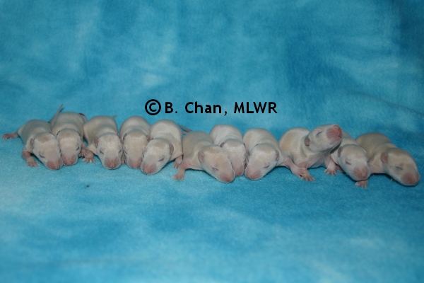 Whole Litter - Day 10