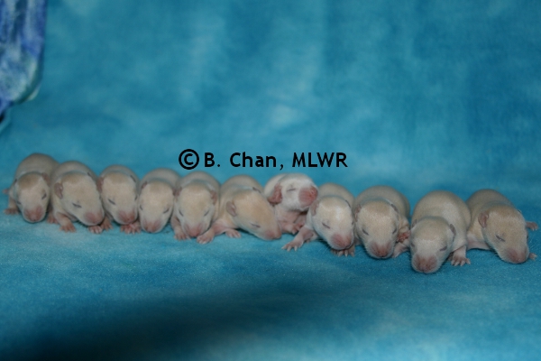 Whole Litter - Day 11