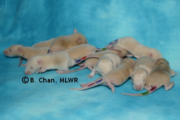 Whole Litter - Day 12