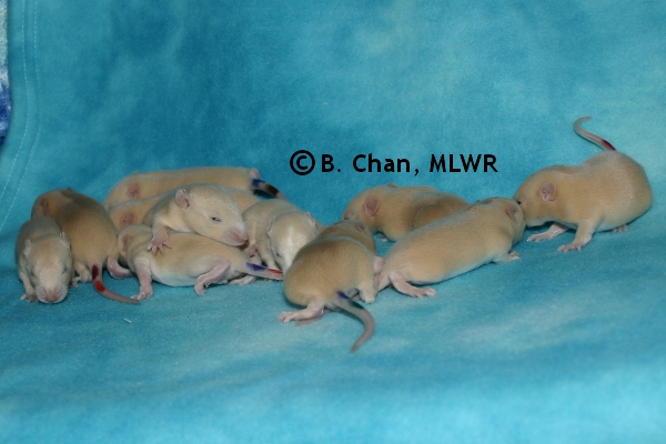 Whole Litter - Day 14