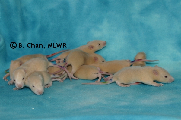 Whole Litter - Day 15