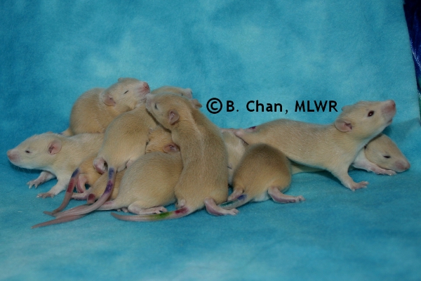 Whole Litter - Day 16