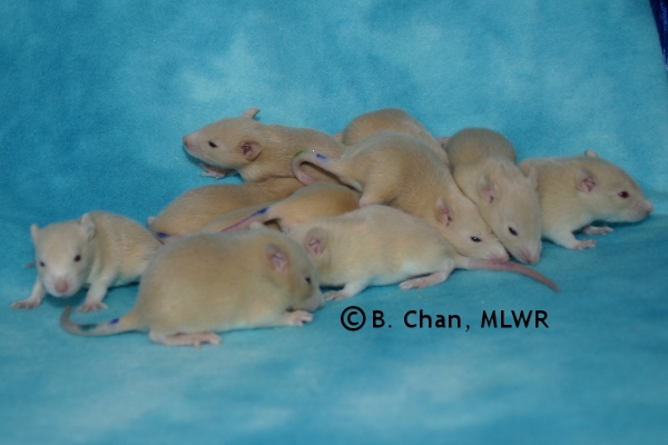 Whole Litter - Day 17