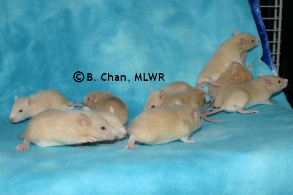 Whole Litter - Day 19
