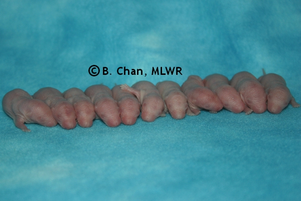 Whole Litter - Day 2