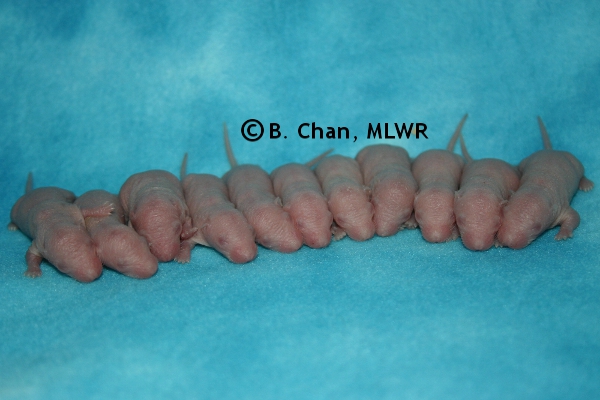 Whole Litter - Day 3