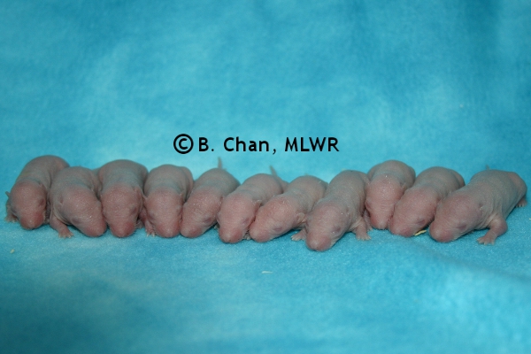 Whole Litter - Day 4