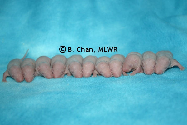 Whole Litter - Day 5