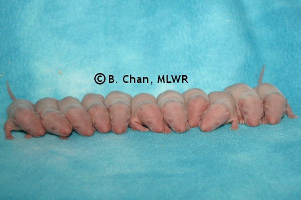 Whole Litter - Day 6