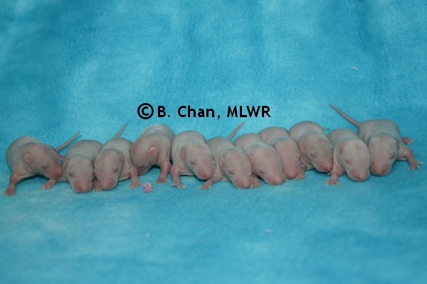 Whole Litter - Day 7