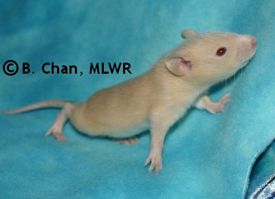 MLWR Jarmara - 18 days