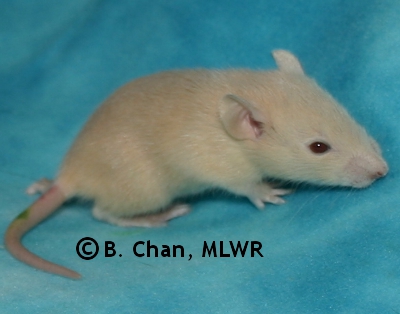 MLWR Jarmara - 19 days