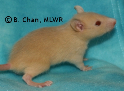 MLWR Jarmara - 23 days
