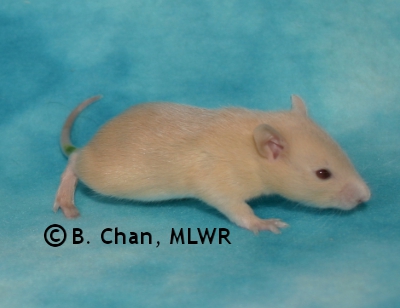 MLWR Phaeton - 16 days