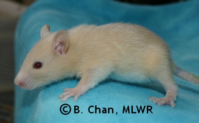 MLWR Phaeton - 20 days