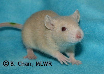 MLWR Phaeton - 21 days