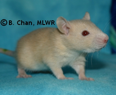 MLWR Phaeton - 22 days