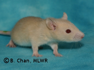 MLWR Phaeton - 23 days