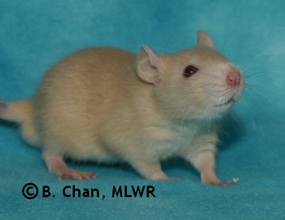 MLWR Phaeton - 25 days