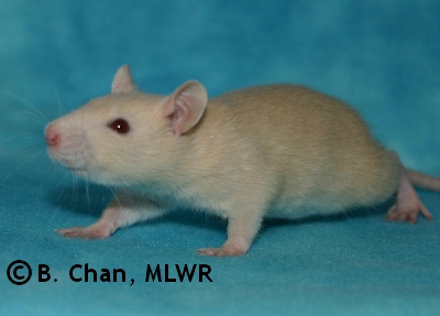 MLWR Phaeton - 29 days