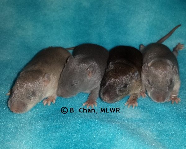 Group - Day 12