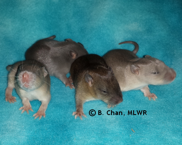 Group - Day 13