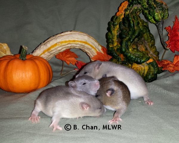 Group - Day 14