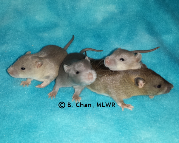 Group - Day 15