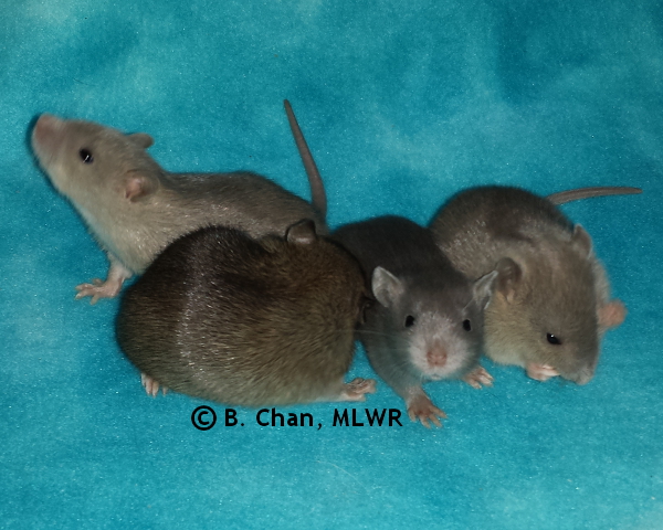 Group - Day 17