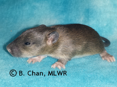 MLWR Veteran Novice - 14 days