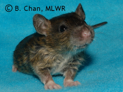 MLWR Veteran Novice - 19 days