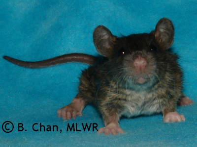 MLWR Veteran Novice - 21 days