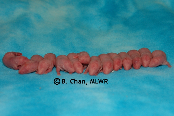 Whole Litter - Day 1