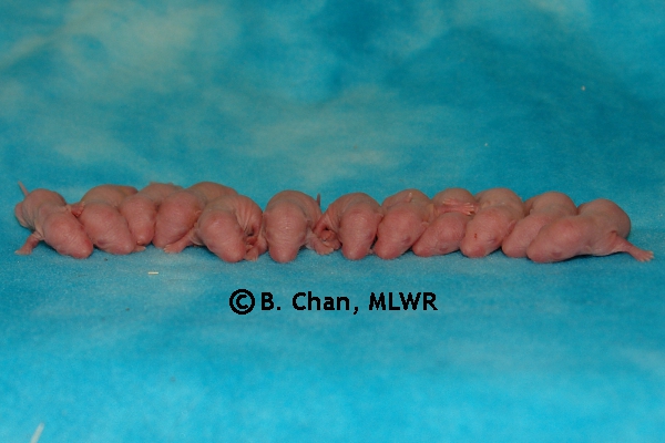 Whole Litter - Day 5