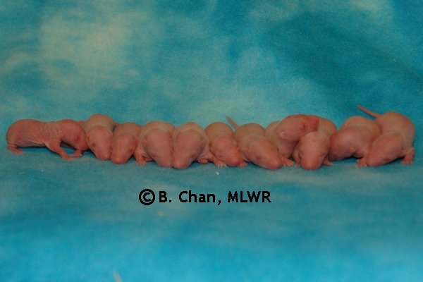 Whole Litter - Day 7