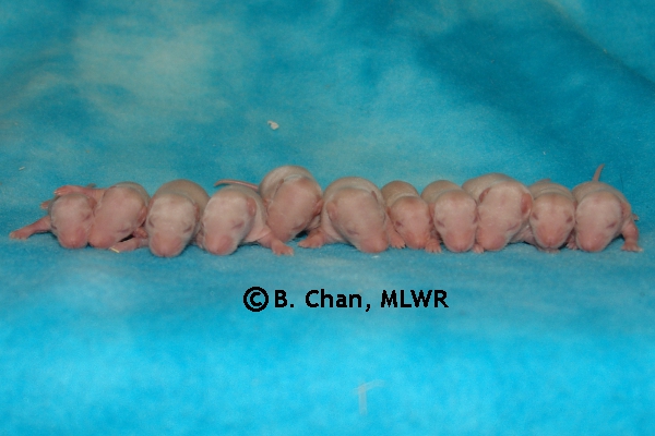 Whole Litter - Day 9