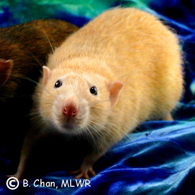 DAZL Bedtime Bear, Russian Fawn Rat
