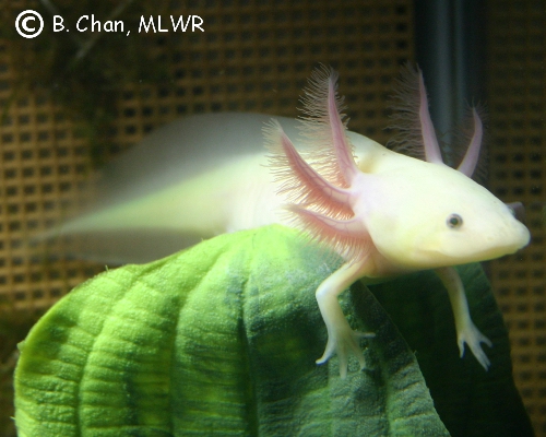 GFP Leucistic Axolotl