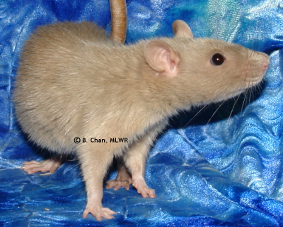 MLWR Marquesita
