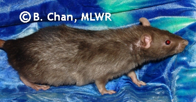 MLWR Simple Dog